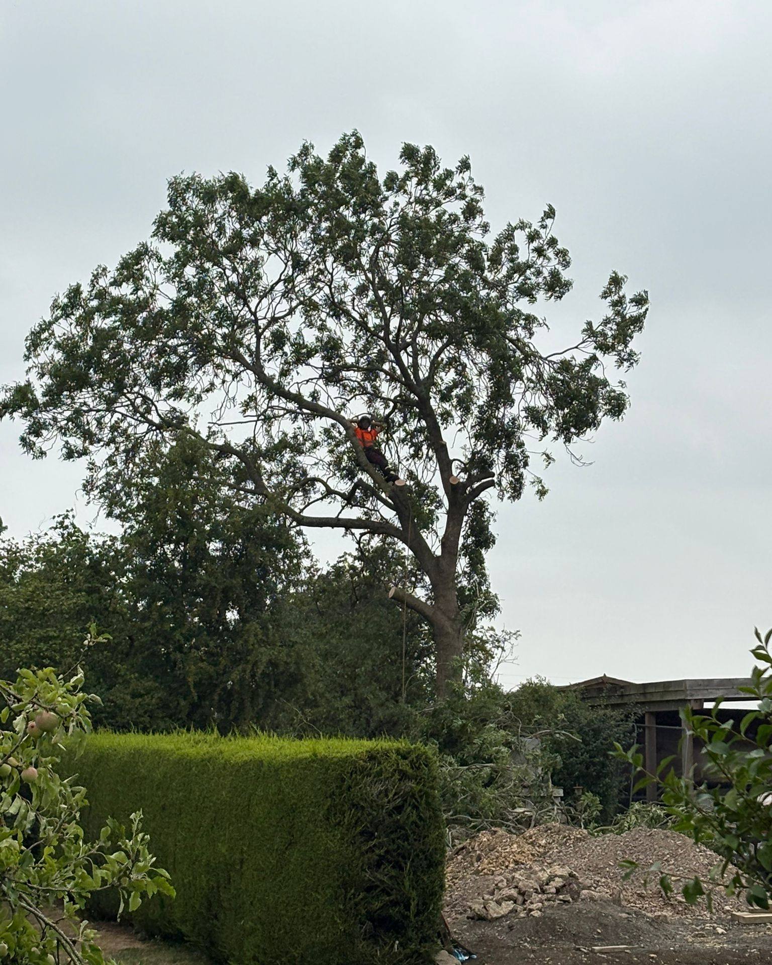 Professional tree work