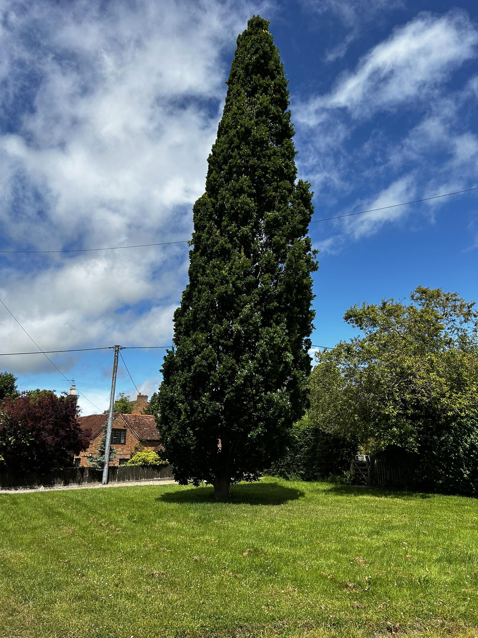Tree surgery team at work