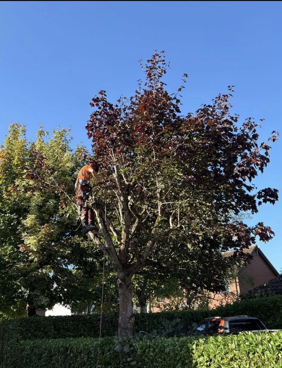 Tree surgery project