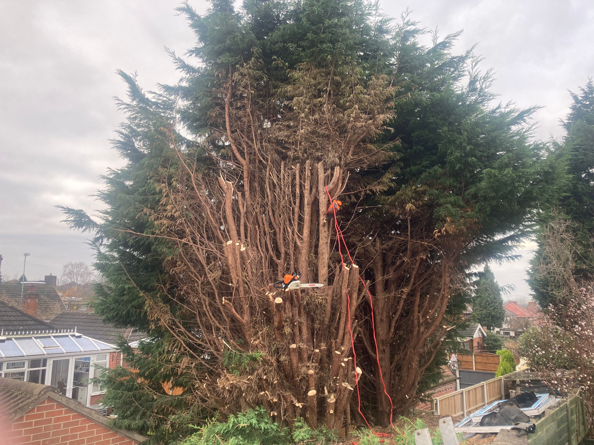 Large Tree Cross Section