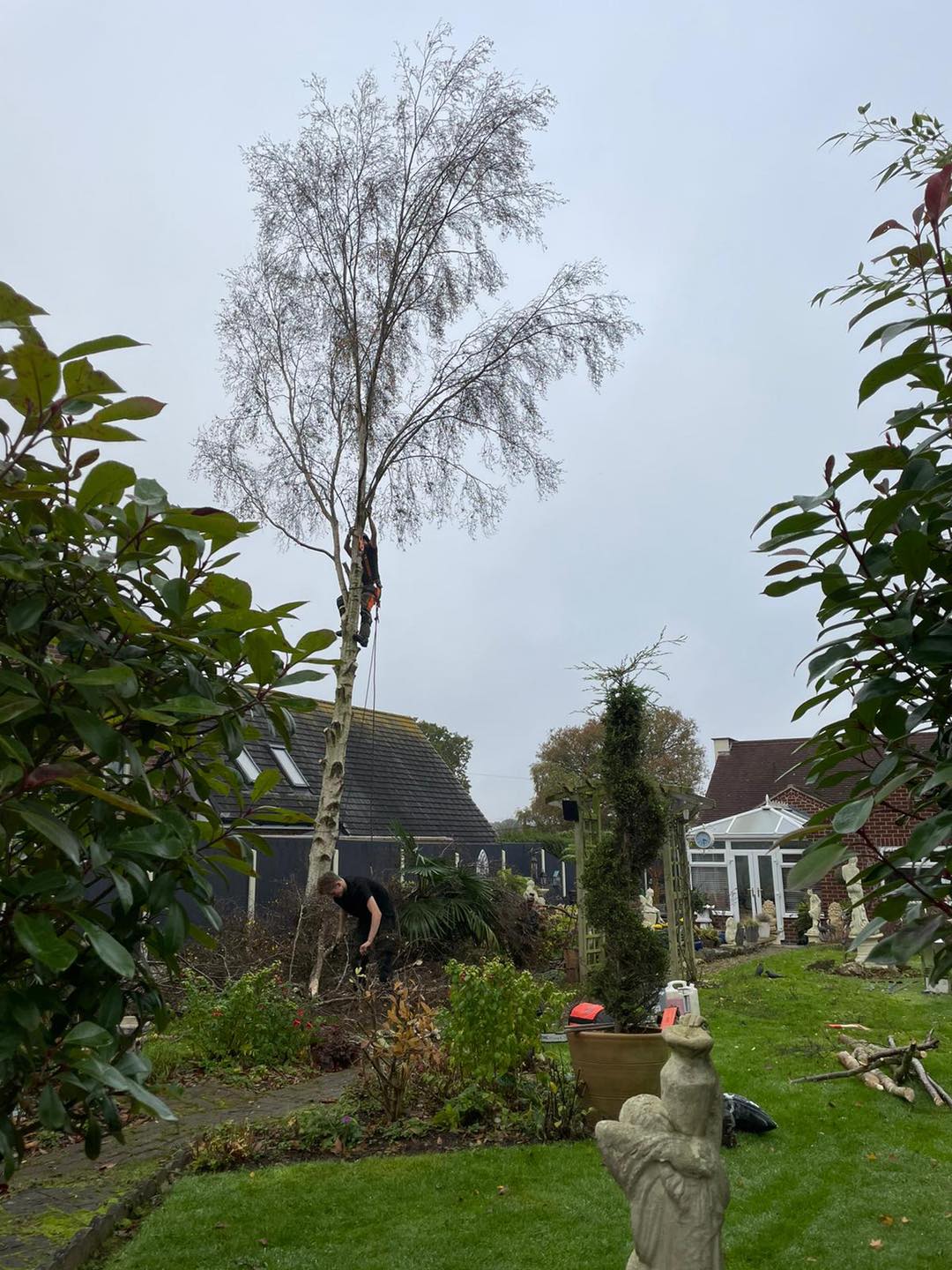 Big Tree with chainsaw