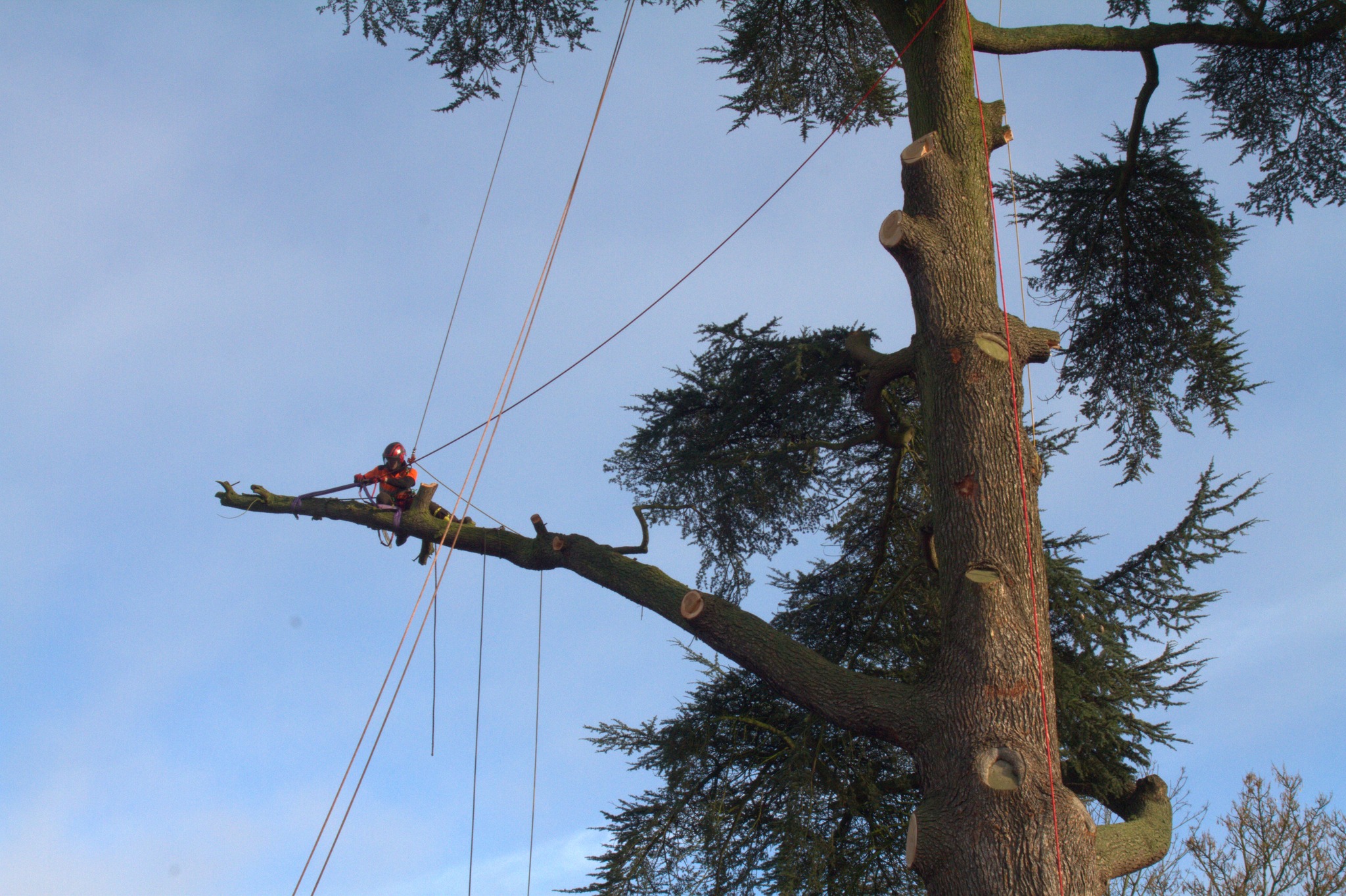 Tree surgery in progress